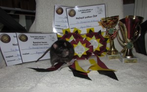 I´m beautiful rat of Beautiful rats, Dagmar Šebková